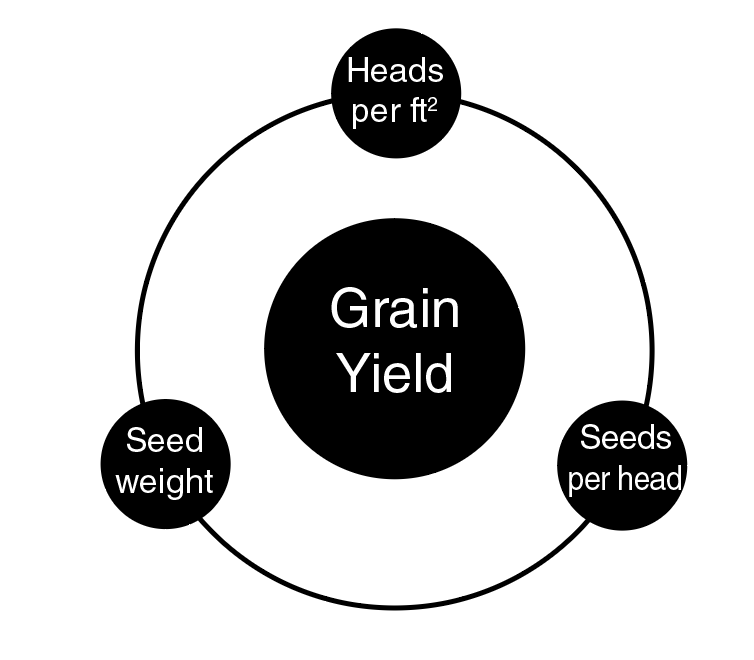 Heads per square foot is dictated by seeding rate, tillering and tiller survival. 