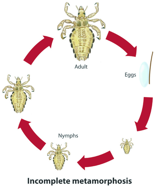Illustration of an incomplete lice life cycle. 