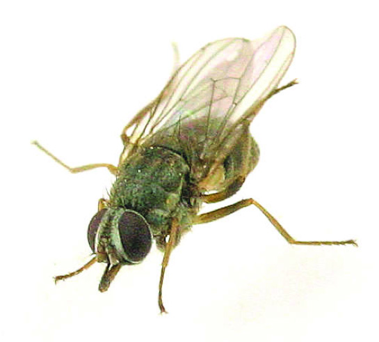 Adult horn fly approximately 4 mm in length.