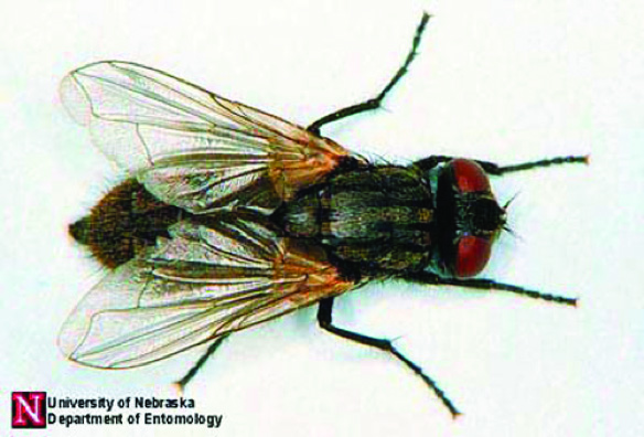Adult horse fly.