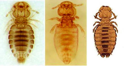 Goat biting louse, Angora goat biting louse, and a Limbata are pictured.