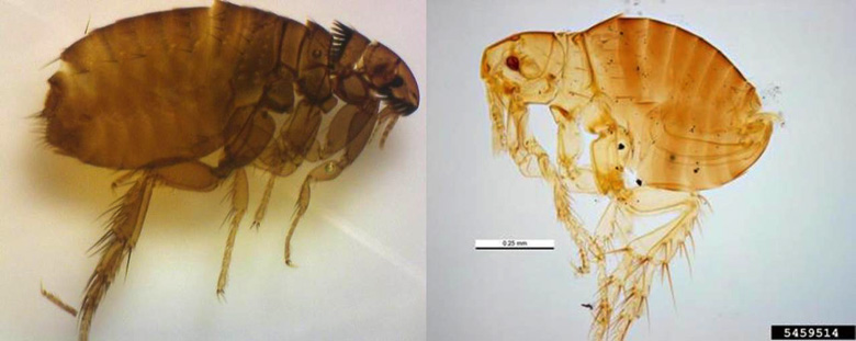Cat flea and sticktight flea are pictured.