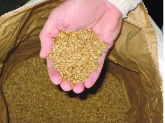 Certified seed is produced under strict quality control guidelines to ensure seed meets minimum quality standards.