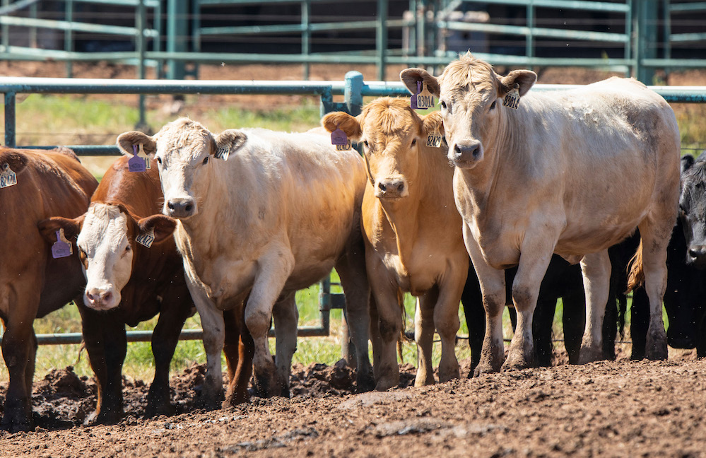 Feed Additives for Beef Cattle Production | Oklahoma State University