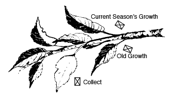 Spots indicating where you should collect leaves and where the old growth is. Spots indicating where you should collect leaves and where the old growth is.