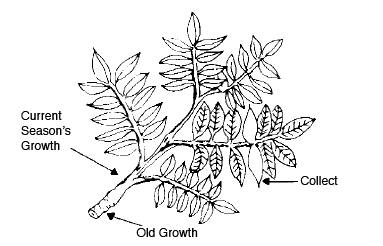 Arrows pointing to where the current season's growth, old growth, and where leaves should be collected on a pecan. Arrows pointing to where the current season's growth, old growth, and where leaves should be collected on a pecan.