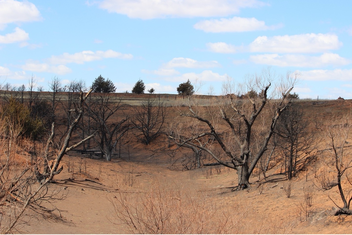 A landscape shows the aftermath of a wildfire, featuring charred, leafless trees and blackened shrubs scattered across a barren, reddish-brown earth. The background reveals a ridge under a blue sky with light clouds, highlighting the contrast between the scorched foreground and the surviving vegetation in the distance.