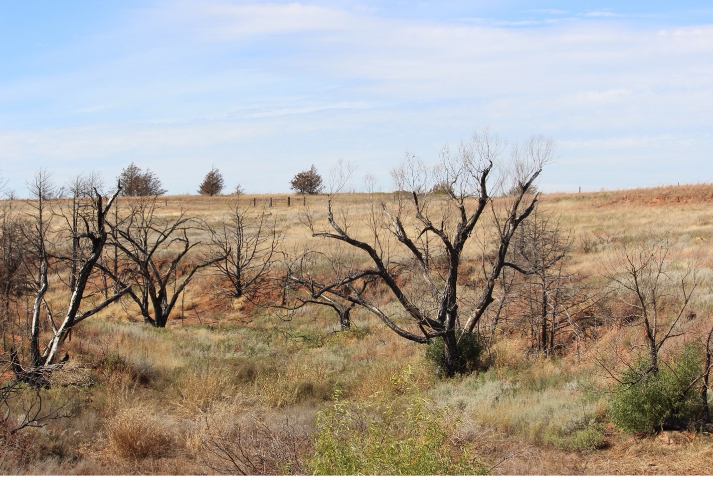 A landscape captures post-fire recovery, showing charred, skeletal trees standing amidst a field of regenerating tall grasses and green shrubs. The scene illustrates natural regrowth over scorched earth, with a clear horizon and scattered trees under a pale sky.