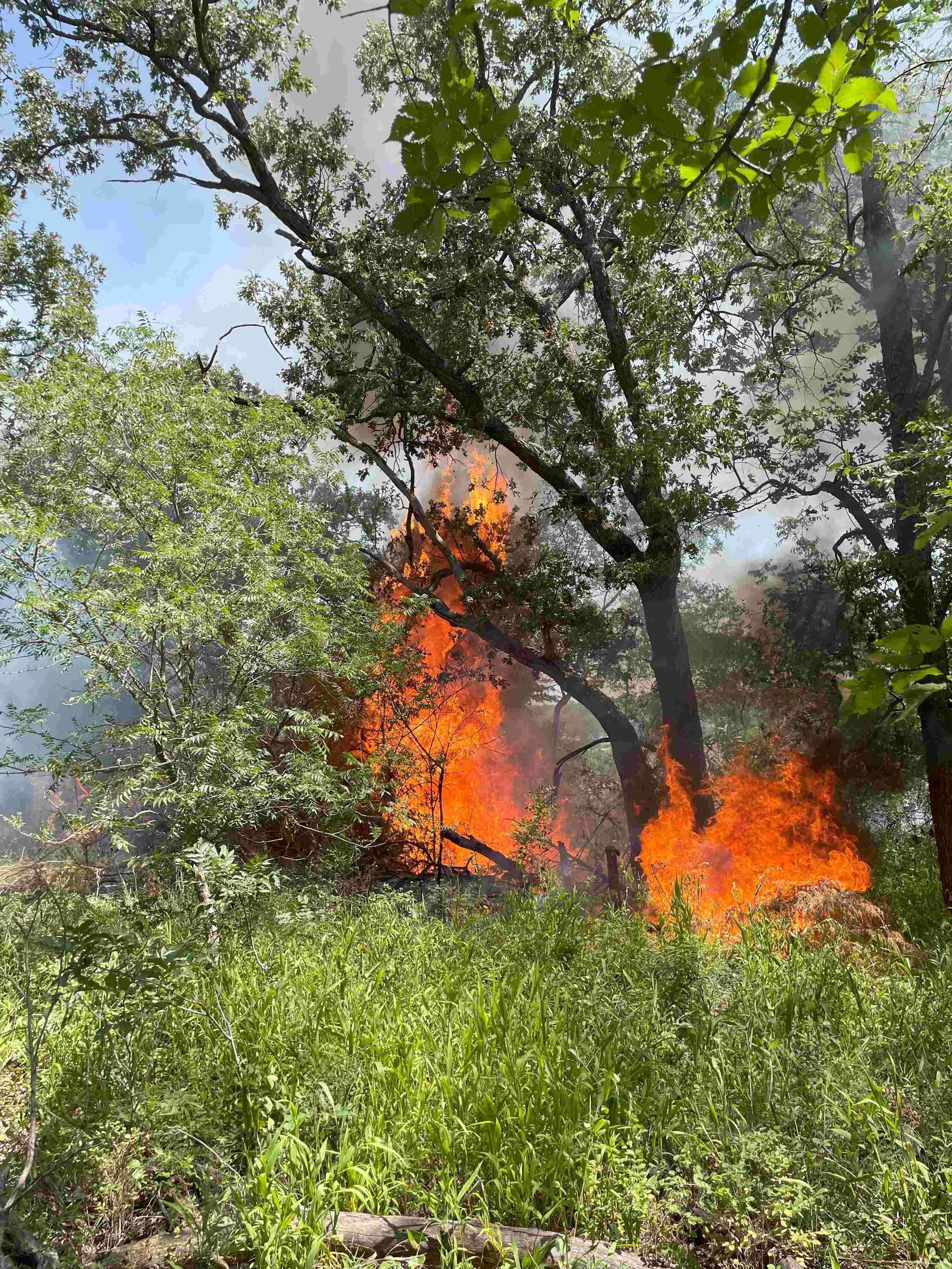 A green eastern redcedar forest that shows red flames further inside the forest due to dryness.