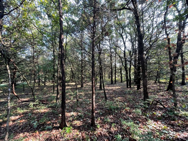 Skinny and tall eastern redcedar in a forest.