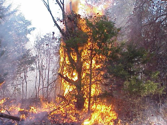 The forest of eastern redcedar, with a tall tree covered in fire from top to bottom.