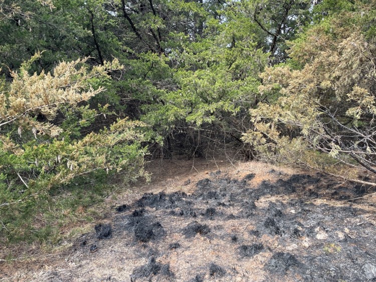 The eastern redcedar forest with light green leaves and a burned woodland with black ash.
