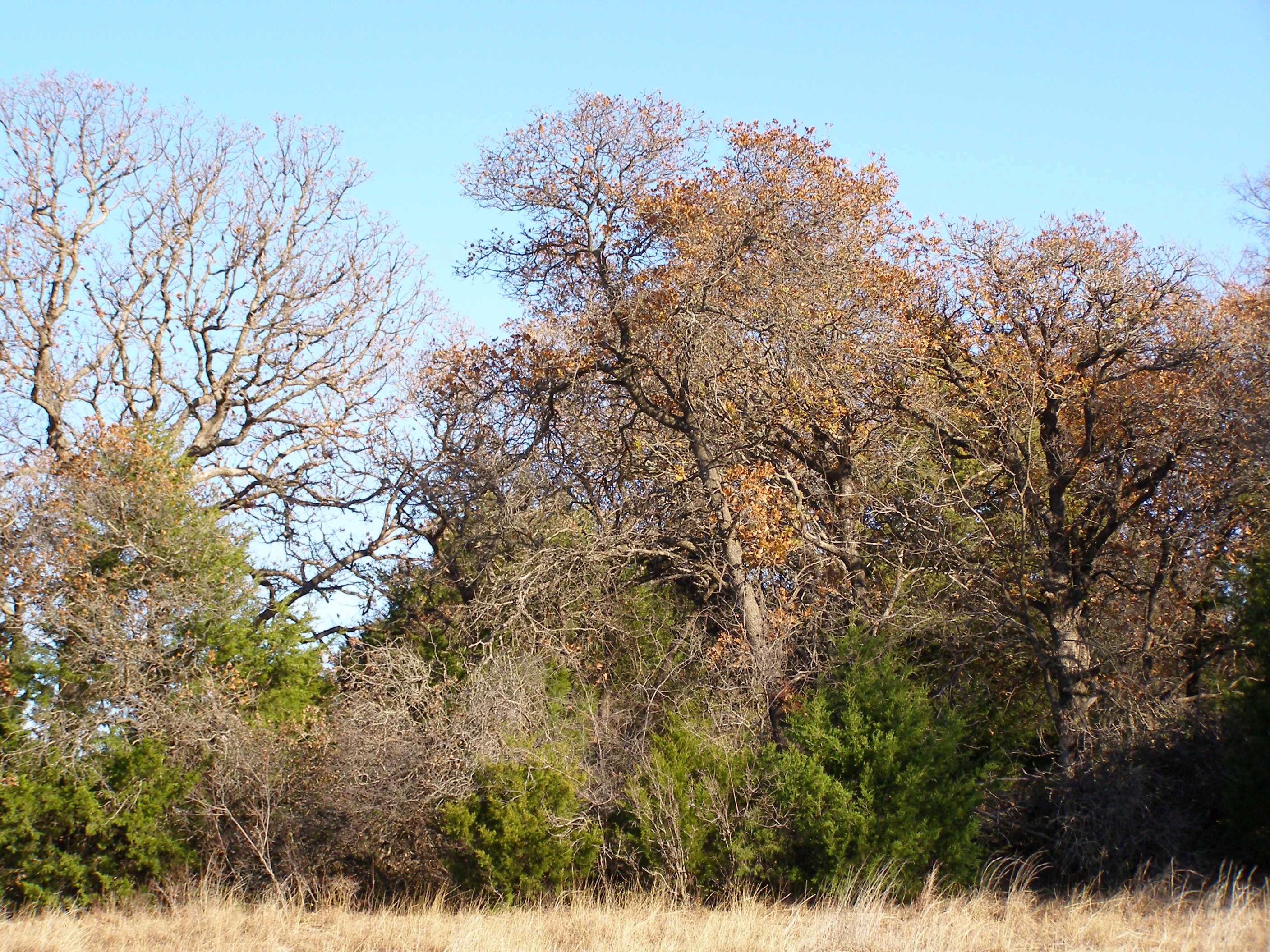 The outside of a small eastern redcedar forest that has trees with no leaves on them and is changing colors.