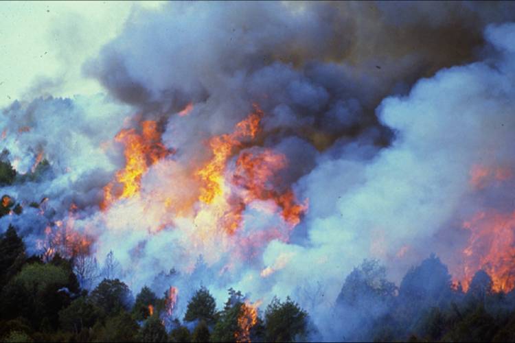 An eastern redcedar forest on fire that shows the red flames, white and black smoke coming from a distance.