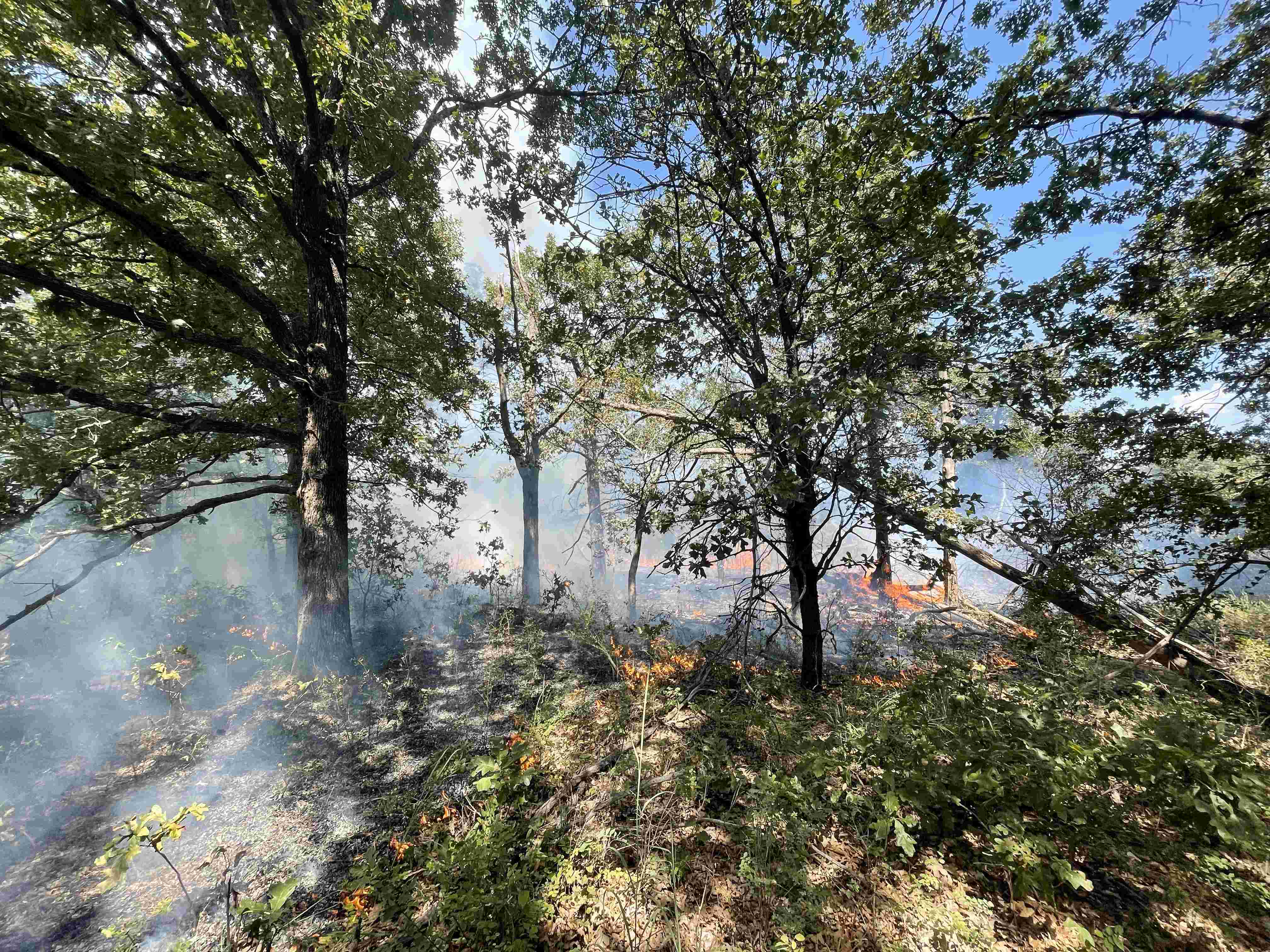 The eastern redcedar forest covered in white smoke as it undergoes norman prescrubed fire conditions.