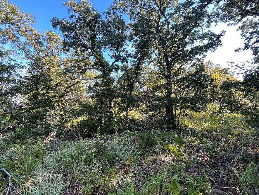 Green oak-dominated cross timbers that are clustered next to one another.