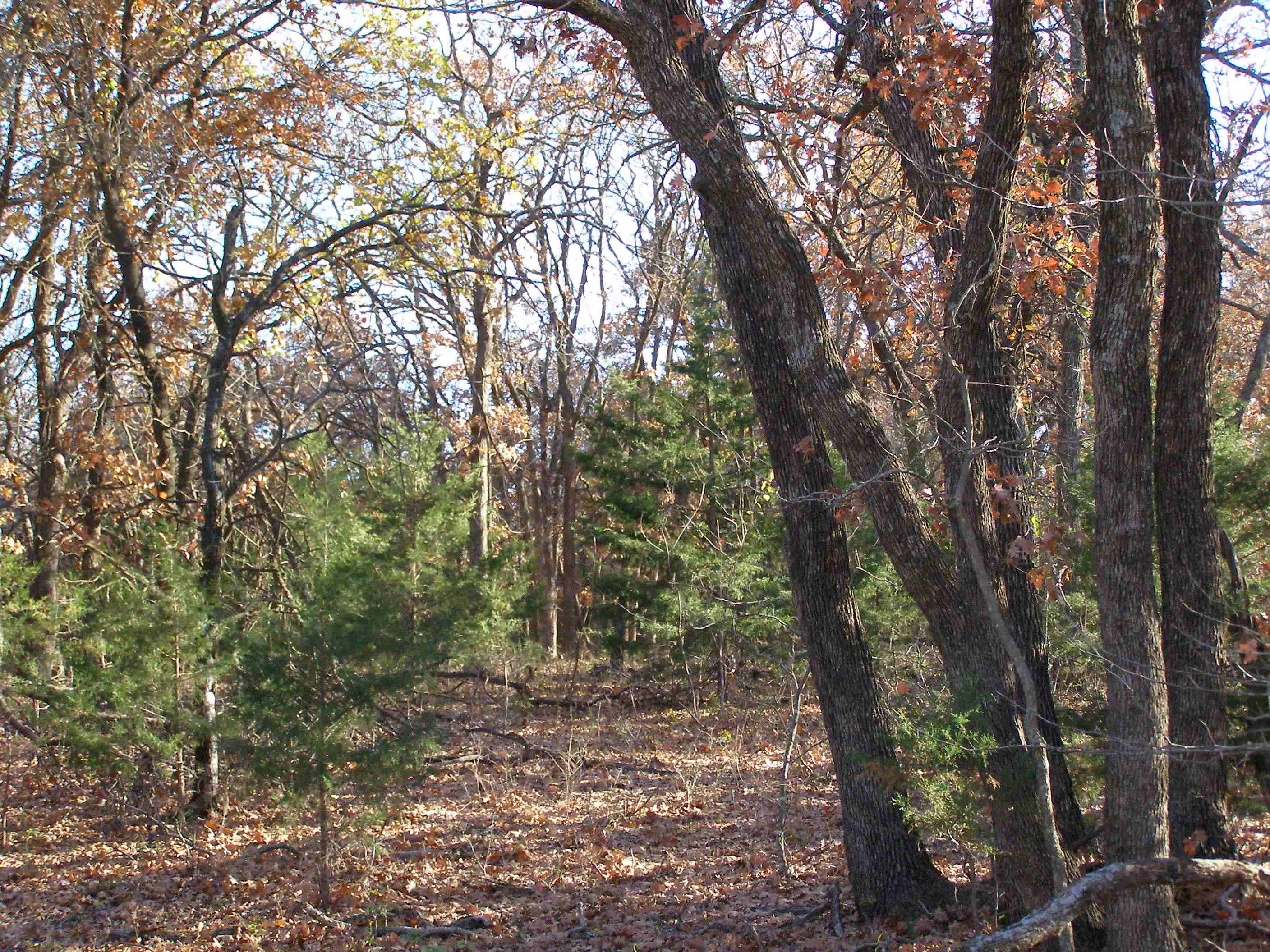 The inside of the eastern redcedar forest during the fall time, causing the leaves to fall and change colors.