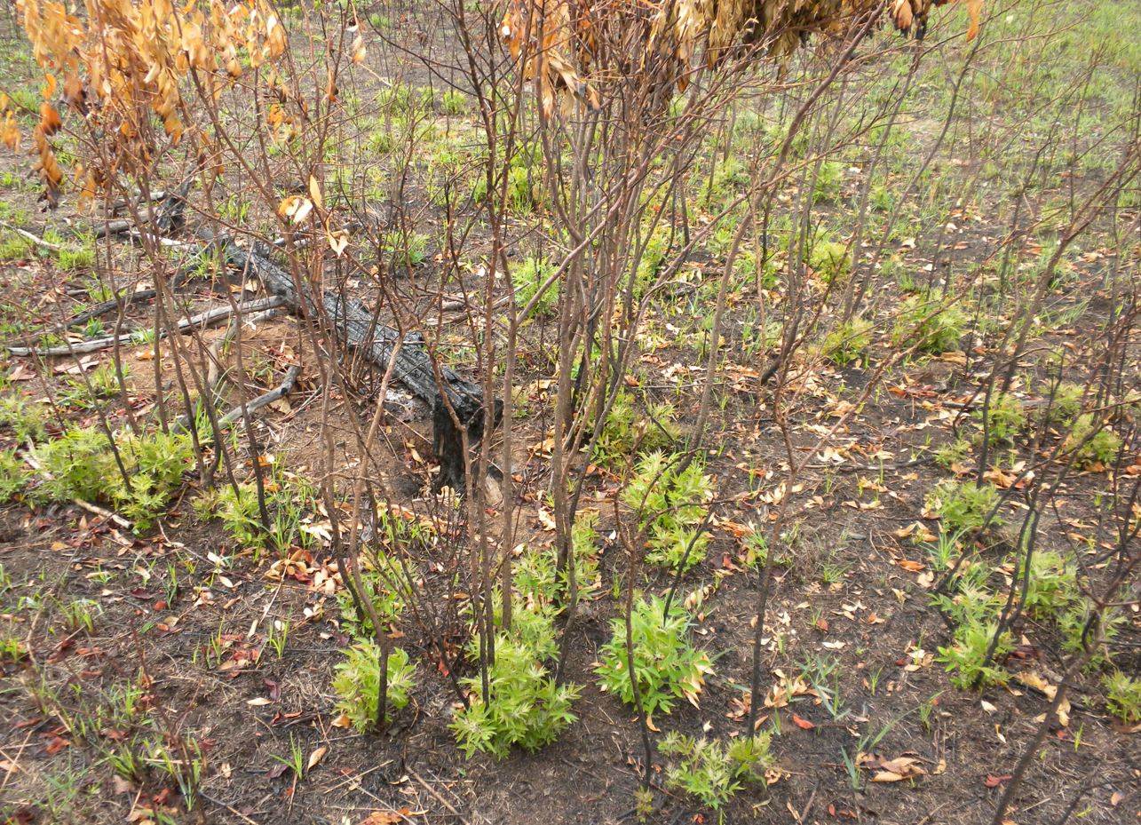 Woody plants Woody plants