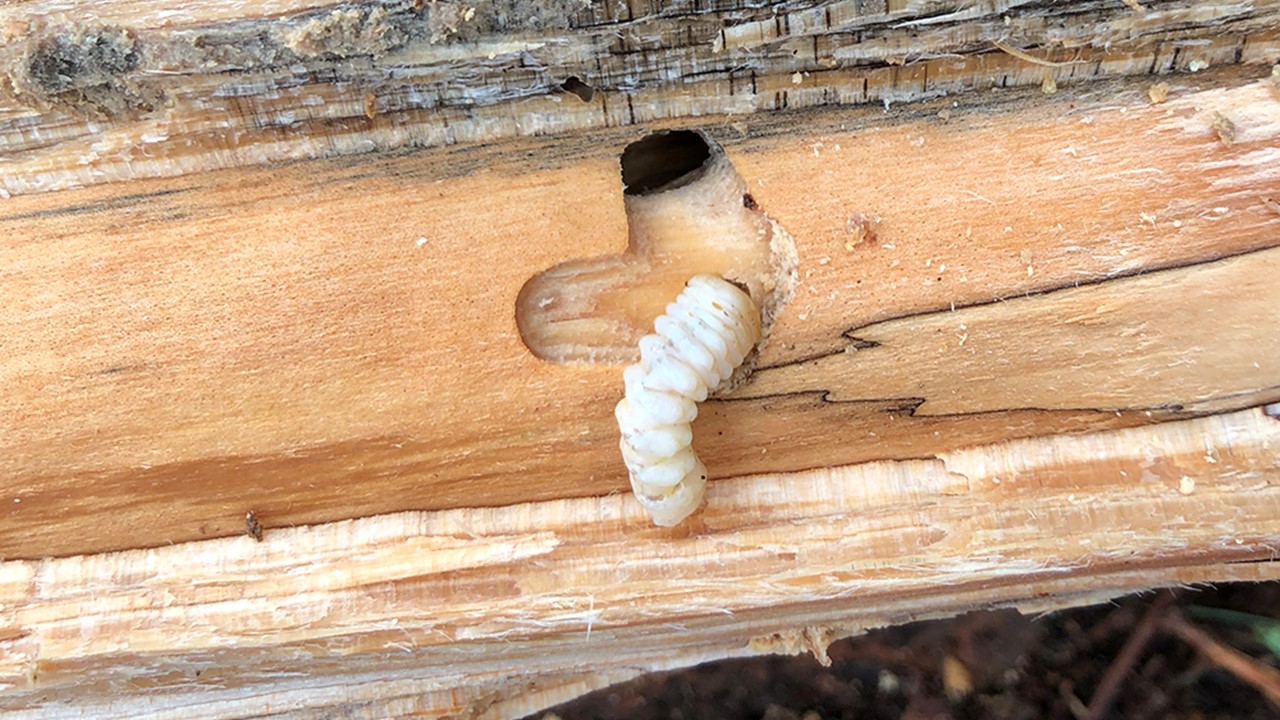 An oblong white longhorned beetle larva with ridges on its body emerging from a brown piece of split fire wood.