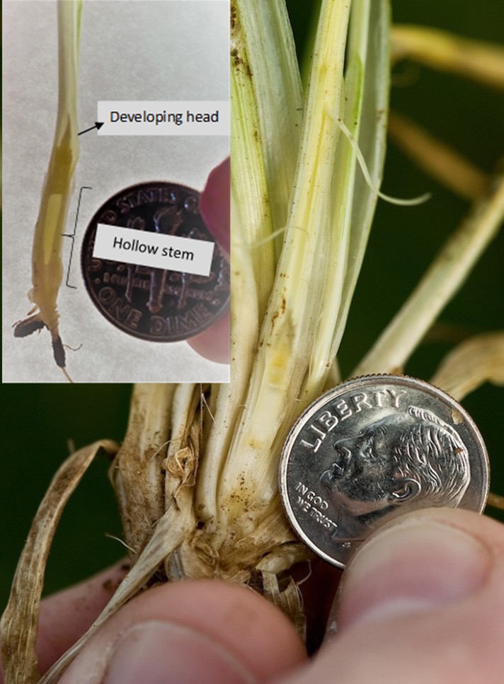 First hollow stem. A dime next to the hollow stem of wheat plants.