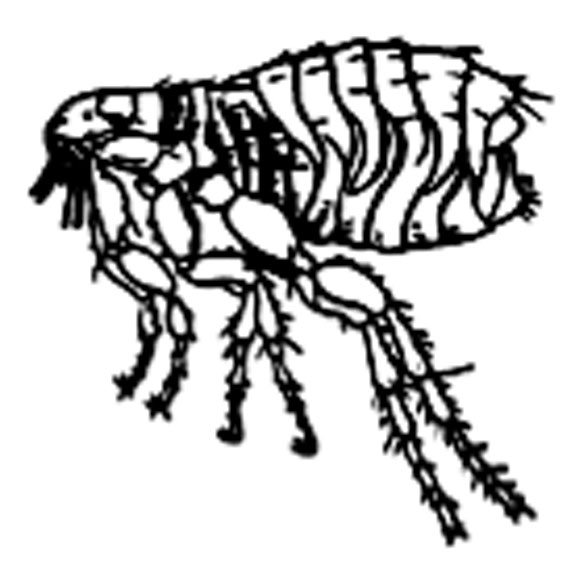 An adult flea.