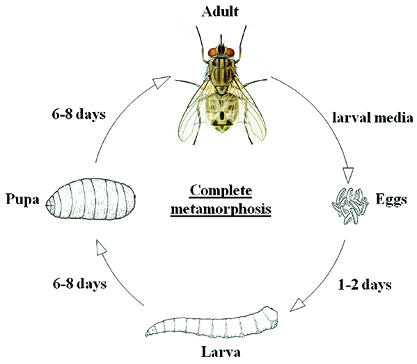 Life Cycle Of Horse Fly
