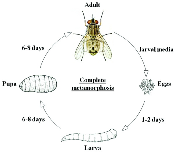 Fly Control For Suburban Or Small Acreage Horse Owners Oklahoma State 