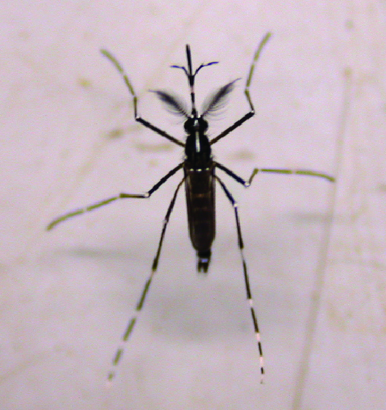 Adult mosquito.