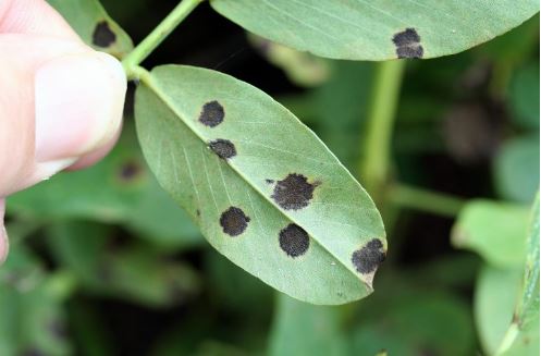 Late leaf spots lower surface