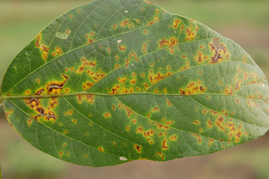 A leaf showing bacterial blight.