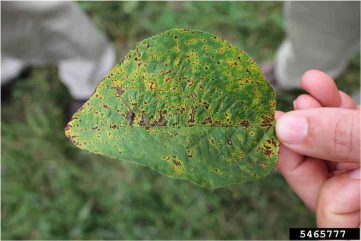 A leaf with bacterial pustule.