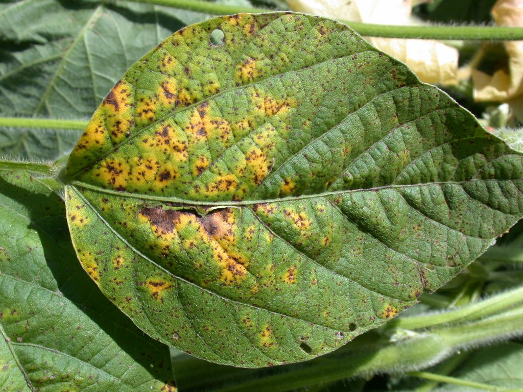 A leaf with brown spots.