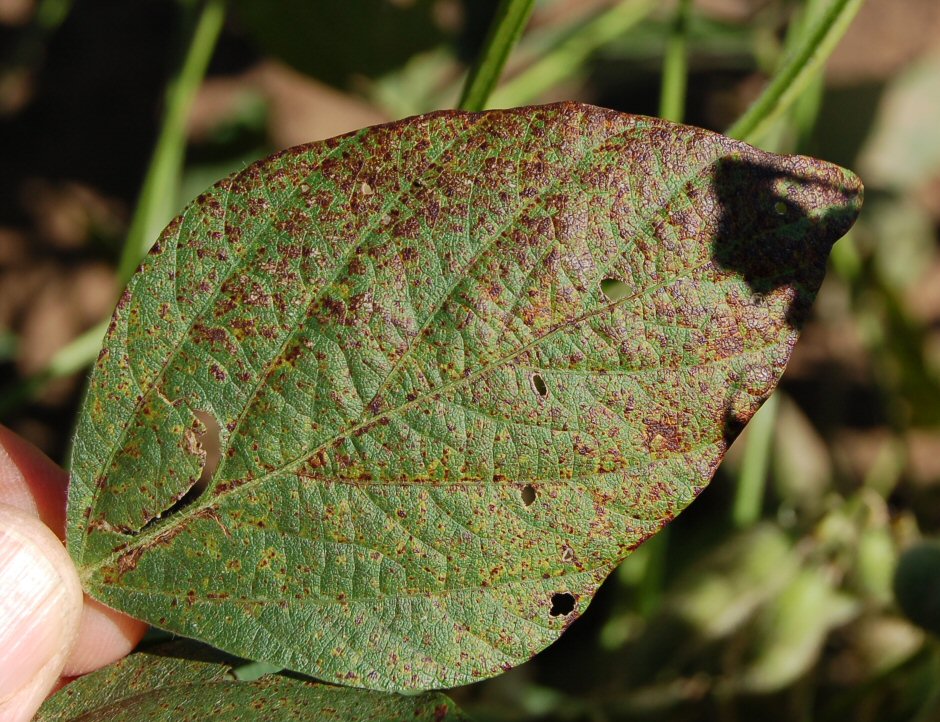 A leaf with cercospora leaf blight.