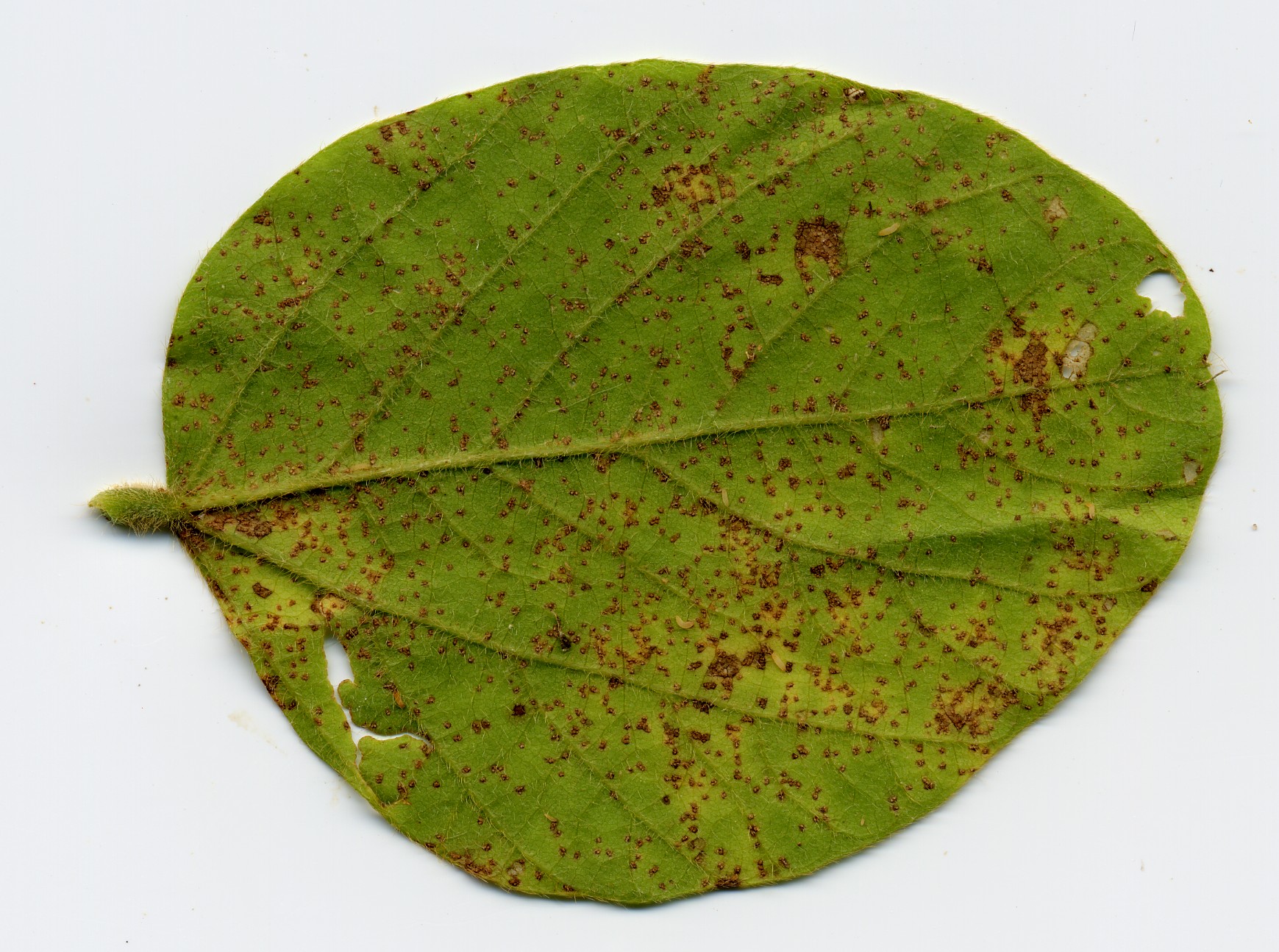 A leaf with soybean rust.