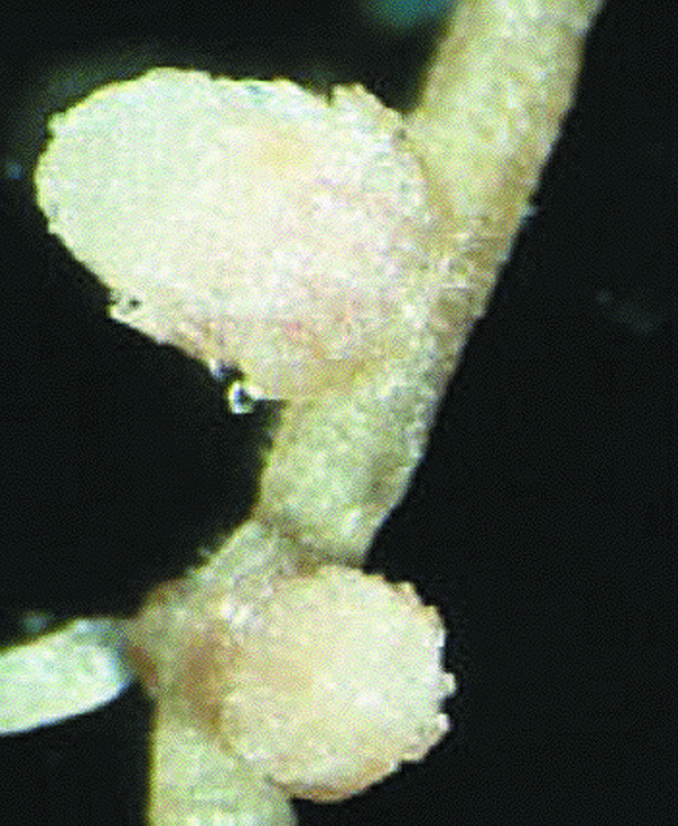 Alfalfa root with two nitrogen fixing nodules
