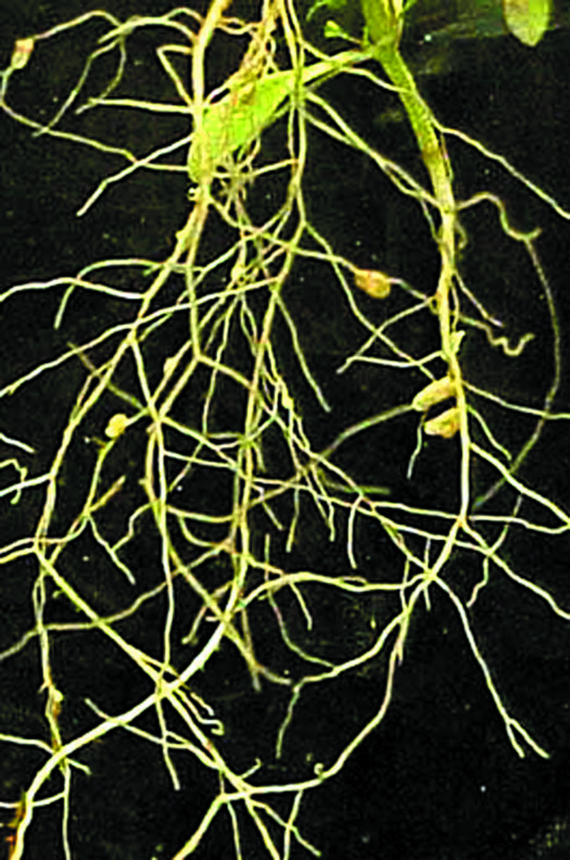 Nitrogen fixing nodules on small legume roots