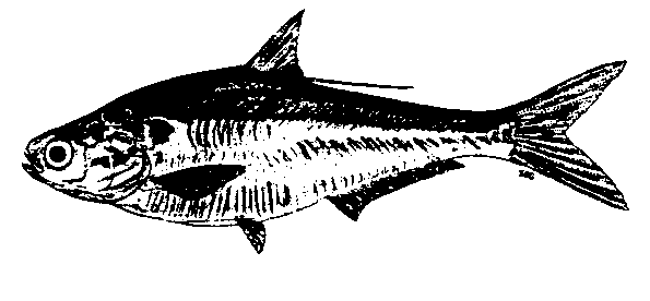 Threadfin Shad Fish
