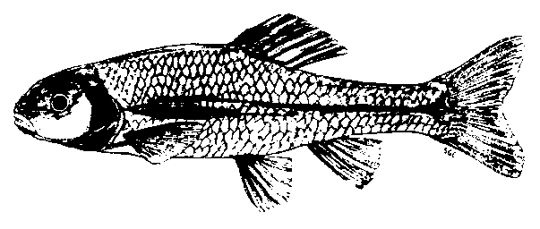 Fathead Minnow Fish