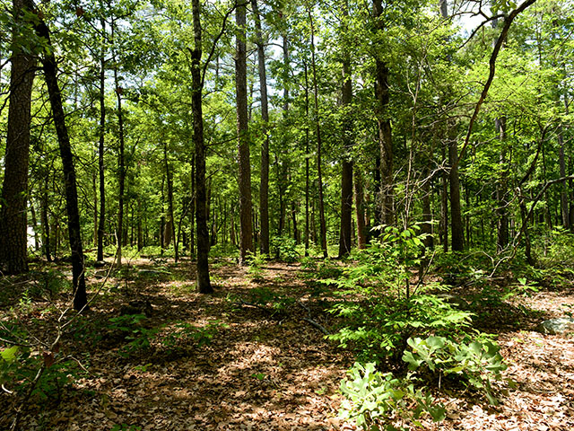 Forest Stand Improvement Practices for Oklahoma | Oklahoma State University