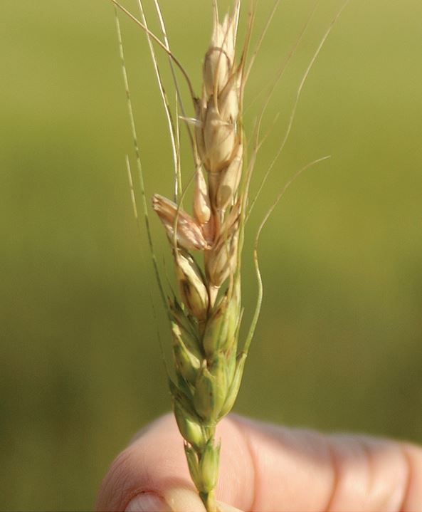 FHB infected wheat head. 