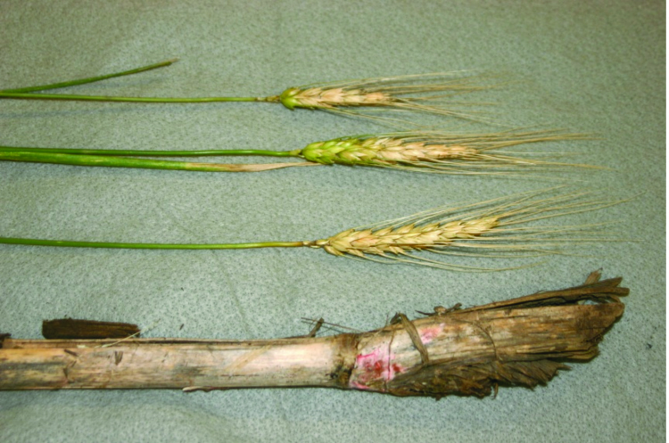 Fusarium infected wheat heads.