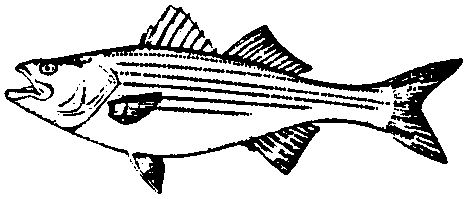 Hybrid striped bass