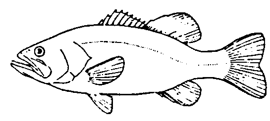Sport fish