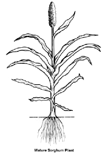 Mature sorghum plant.