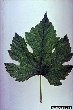 This is a photo of a leaf infected with Arabis Mosaic Virus.