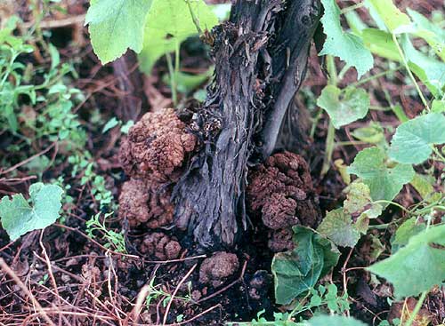 This is a photo of a plant infected with crown gall.
