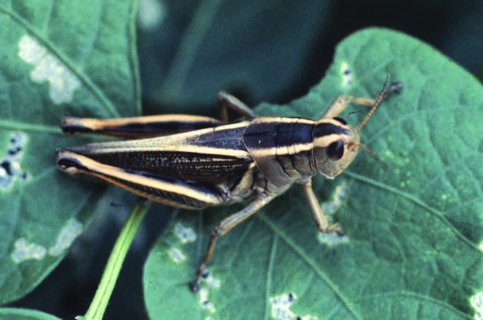 Two-striped grasshopper