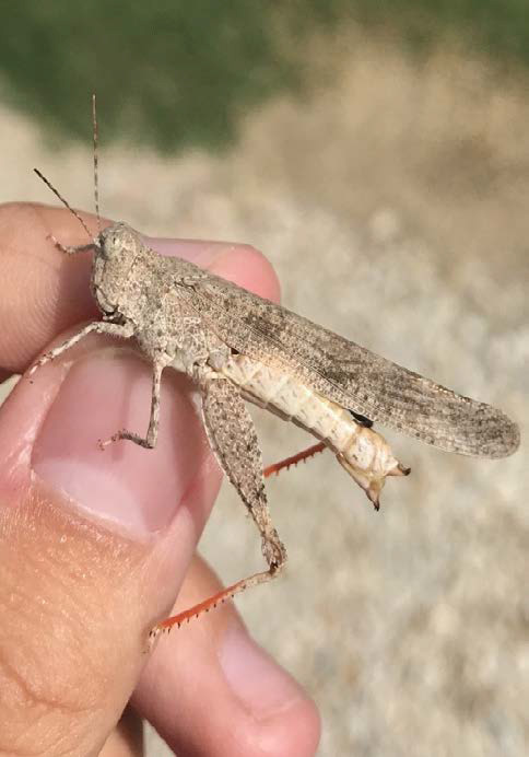 A hand holding a sand colored grasshopper.