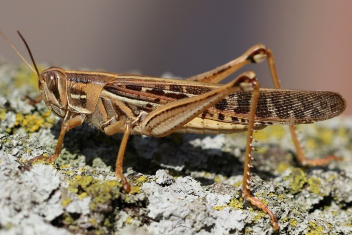 Grasshoppers of the Cherokee Nation in Northeast Oklahoma | Oklahoma ...