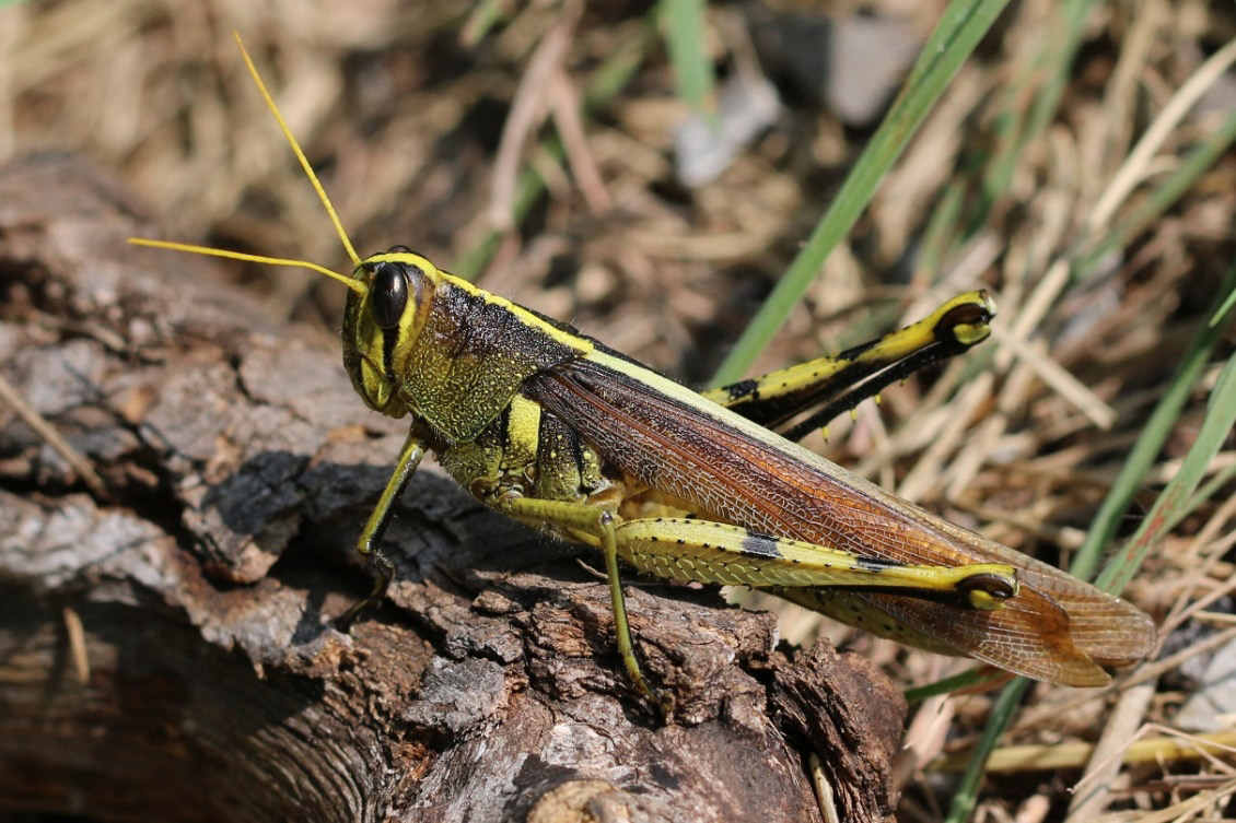 Grasshoppers of the Choctaw Nation in Southeast Oklahoma | Oklahoma ...